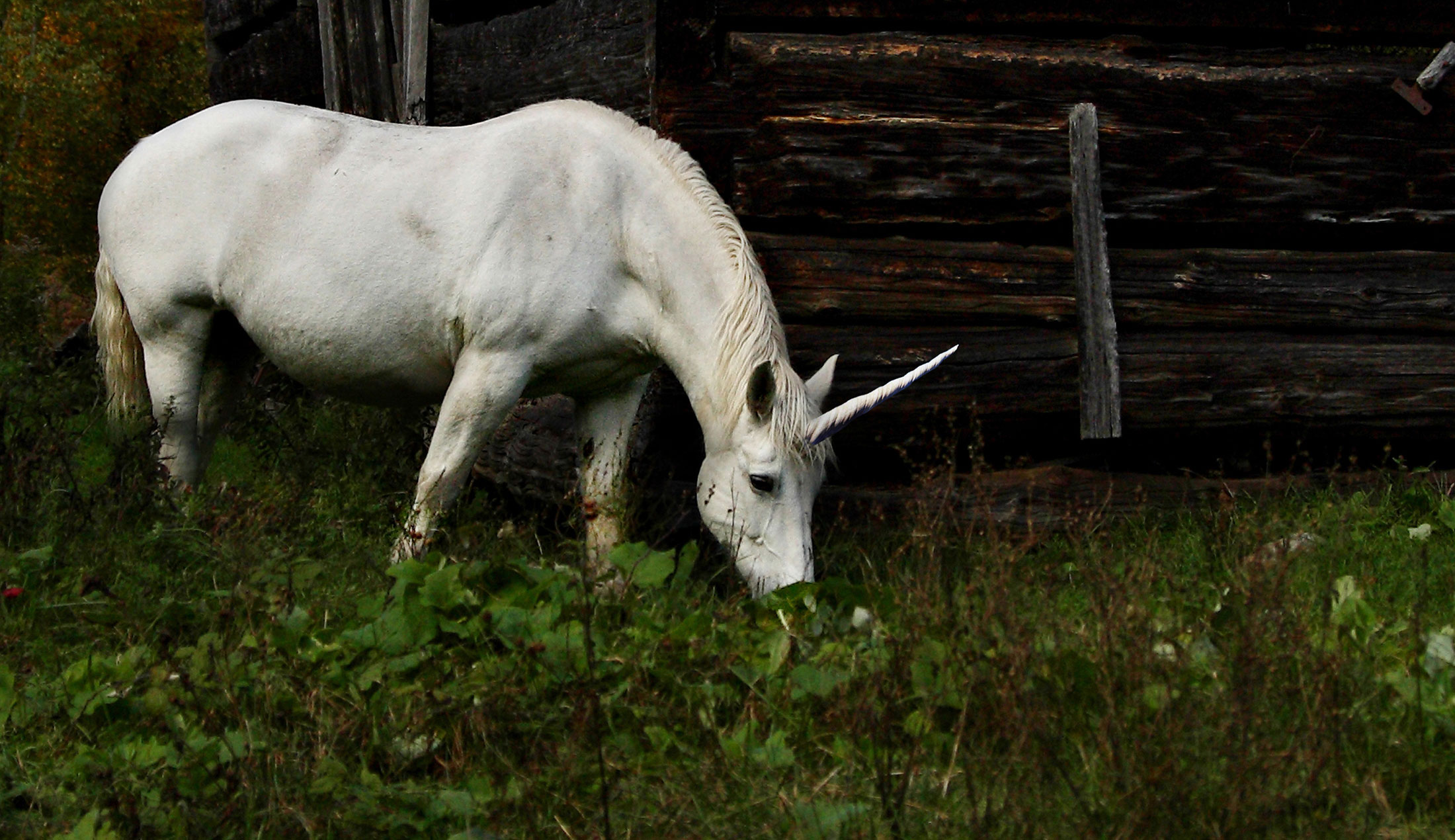 En vit enhörning betar gräs