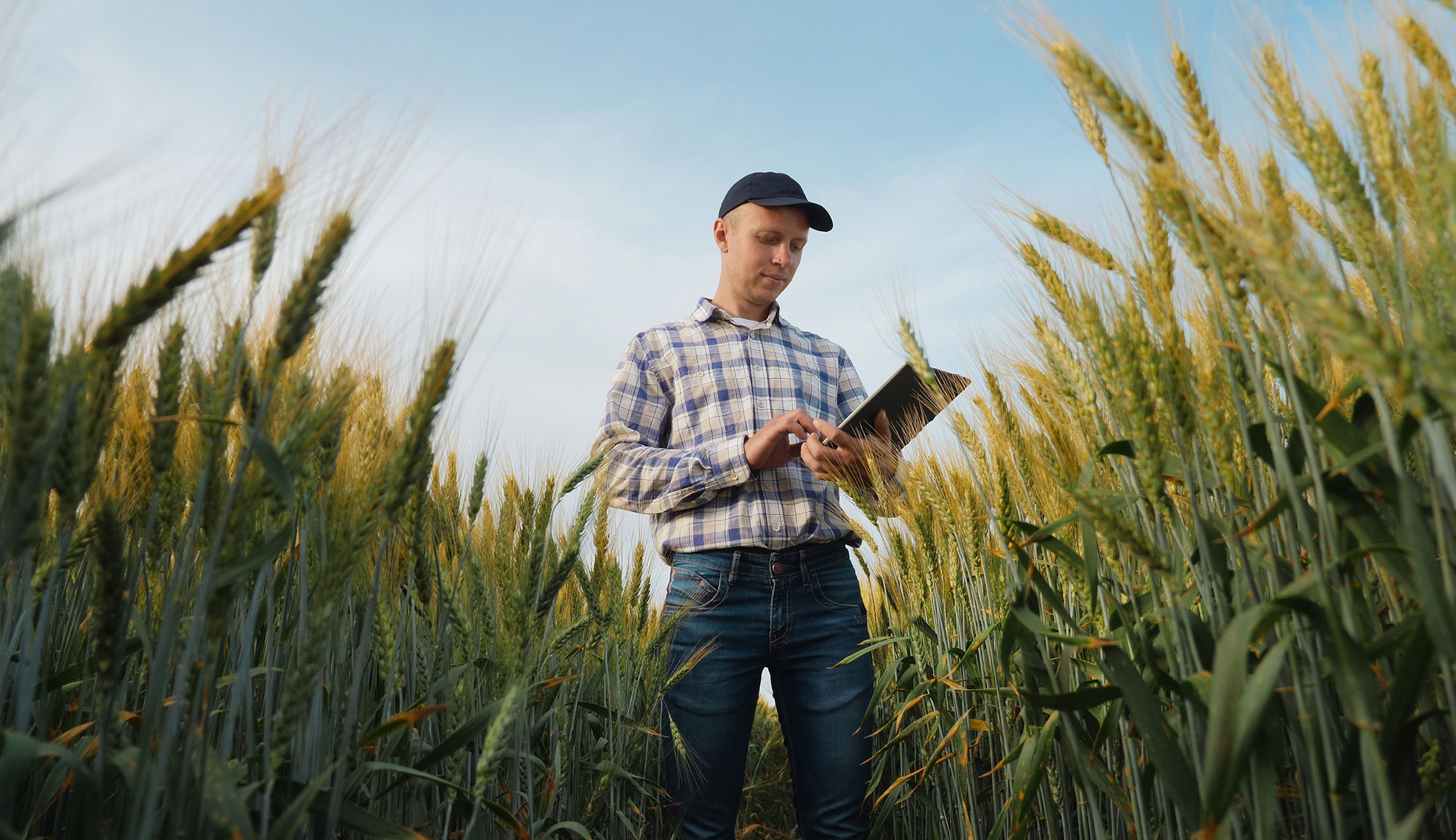 Young farmer works with a digital tablet in a wheat field
