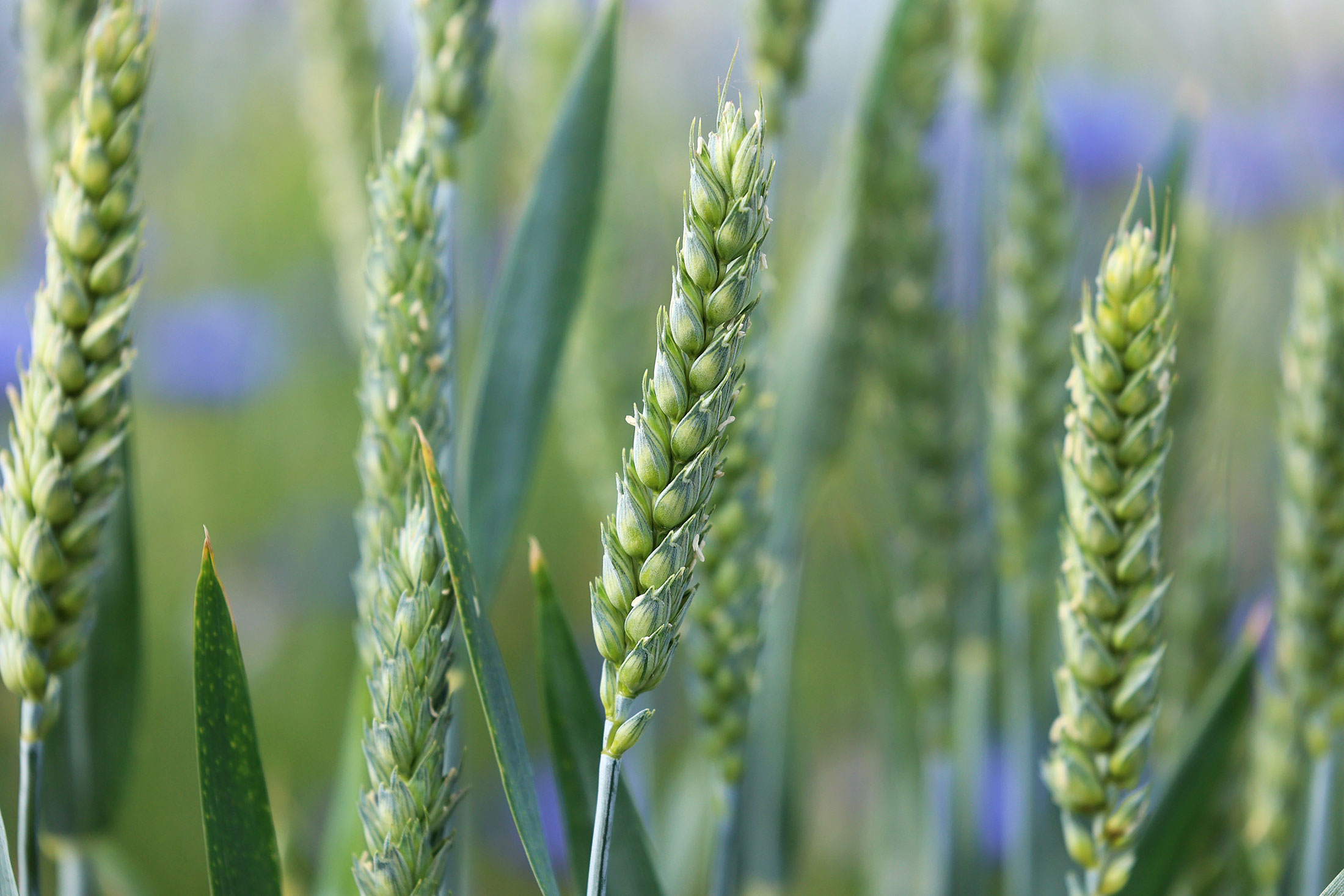 Wheat in a field in Ukraine.