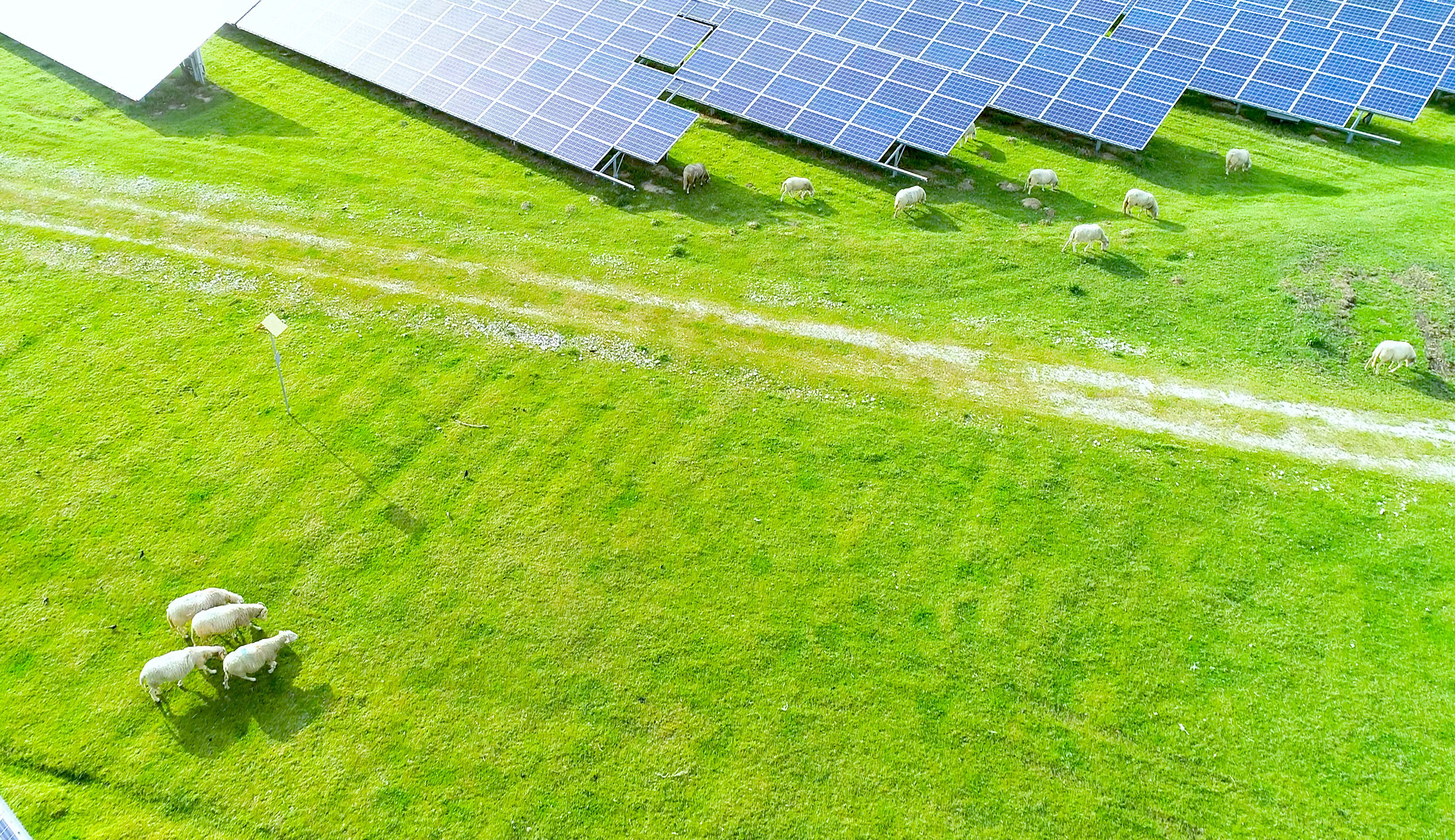 Solceller och får på ett grönt fält